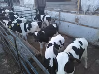 公牛, Cattle — 照片 5