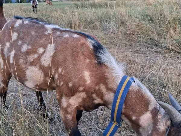 公山羊, Nubian Goat