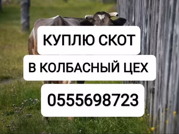 Rinder