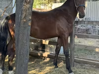 Horse (M), Horses — photo 6