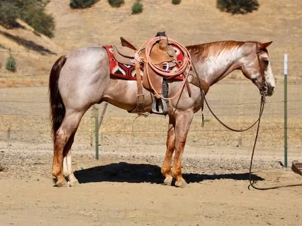 公马, National Show Horse
