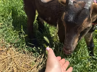 Cabra, Nubian Goat — foto 3