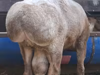 Ram, Arashan sheep — photo 5