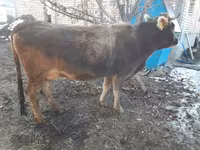 Cow, Swiss cattle — photo 6
