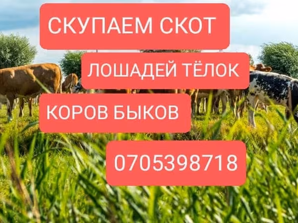 Skot