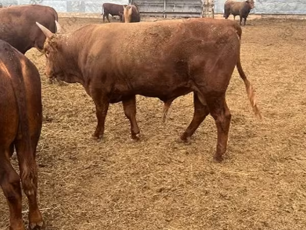 公牛, Kalmyk breed