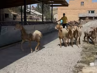 Sheep, Arashan sheep — photo 7