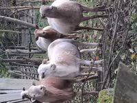 公羊, Katum sheep — 照片 3