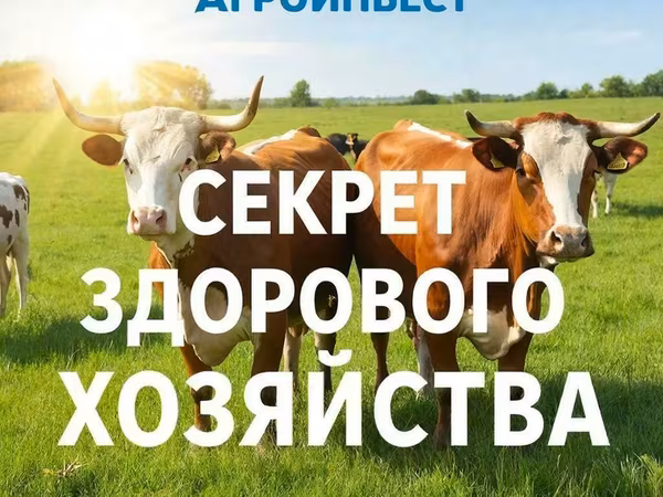母牛, Swiss cattle — 俄罗斯