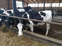 母牛, Swiss cattle — 照片 2