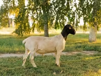 كبش, Dorper sheep — الصورة 1