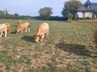 母牛, Aubrac cattle — 照片 7