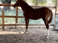 Caballo, Caballos — foto 1