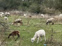 نعجة, Katum sheep — الصورة 4