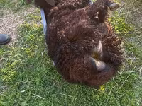 मेढ़ा, Dorper sheep — फ़ोटो 7