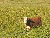 公牛, Hereford — 照片 3