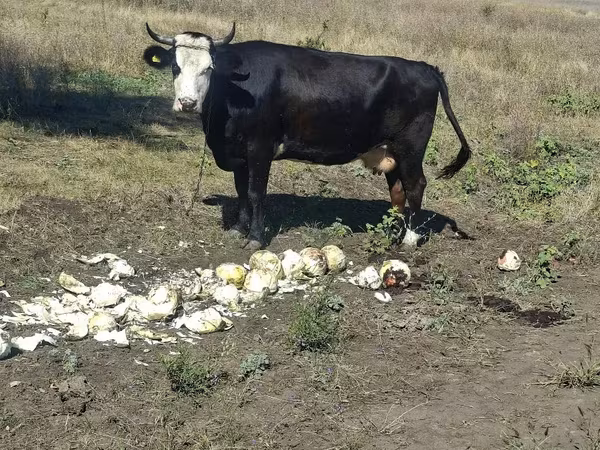 母牛, Cattle