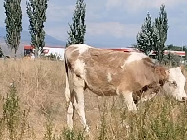Red Estonian cattle