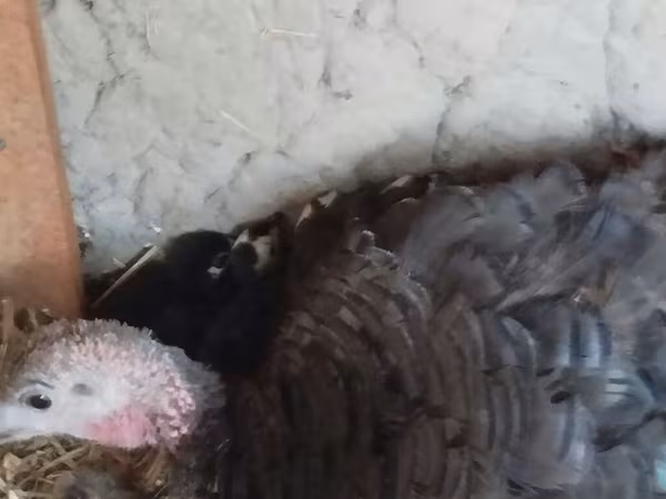 Turkeys — Kyrgyzstan