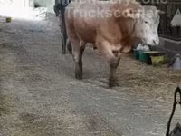 公牛, Cattle — 照片 7