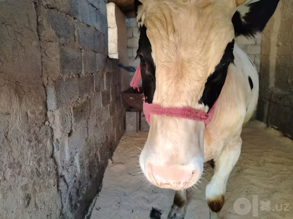 公牛, Russian Black pied cattle