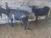 عنزة, الماعز — الصورة 2