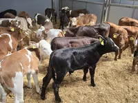 公牛, Cattle — 照片 6