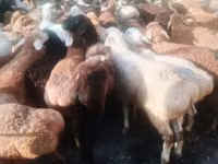 公羊, Sheep — 照片 2