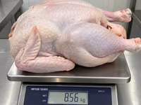 Turkeys — 照片 3