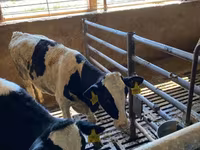 Cow, Holstein breed — photo 3
