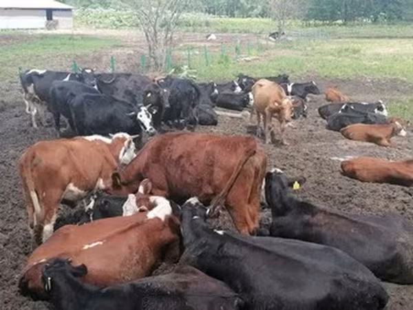 Aberdeen-Angus