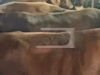 Cow, Cattle — photo 1