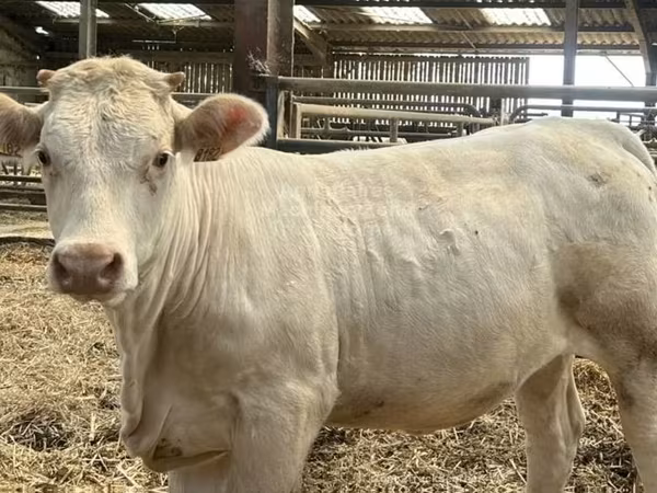母牛, Charolais cattle