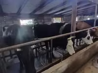 Cow, Holstein breed — photo 3