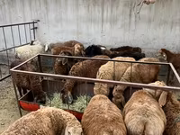 भेड़, भेड़ — फ़ोटो 1