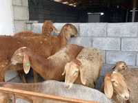 母羊, Sheep — 照片 3
