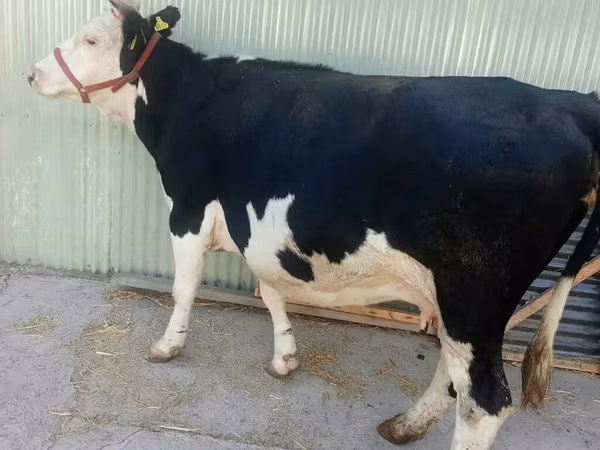 Cow, Hereford