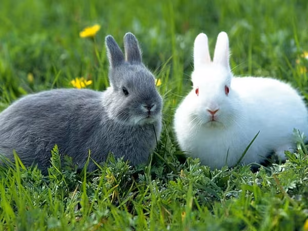 Producem și vindem granule pentru animale si păsări in cantități mari sau mici