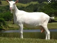 Ziegenbock, Saanen goat — Foto 4