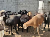 Ram, Sheep — photo 3