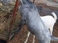 Ziege, Saanen goat — Foto 3