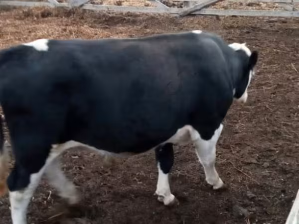 公牛, Holstein breed — 俄罗斯