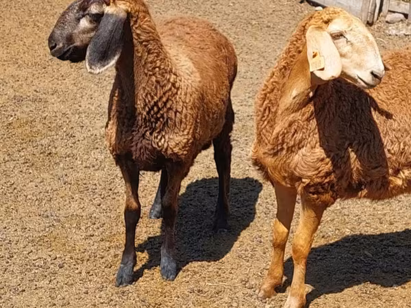 Arashan sheep