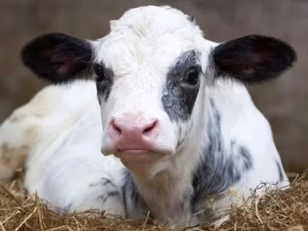 公牛, Holstein breed — 俄罗斯