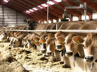 母牛, Holstein breed — 照片 3