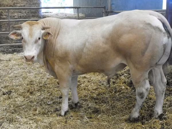 公牛, Blonde d’Aquitane cattle