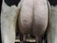 母牛, Swiss cattle — 照片 5
