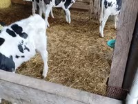 公牛, Cattle — 照片 4