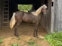母马, Rocky Mountain Horse — 照片 8