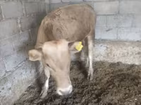 公牛, Simmental cattle — 照片 8
